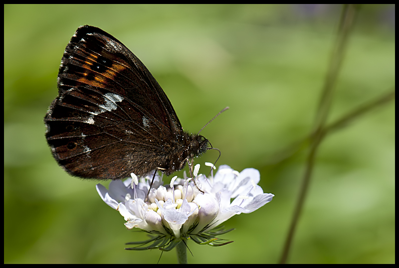 Erebia ligea  Linneus 1758